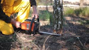 Tree and Shrub Care in Thorp, WI
